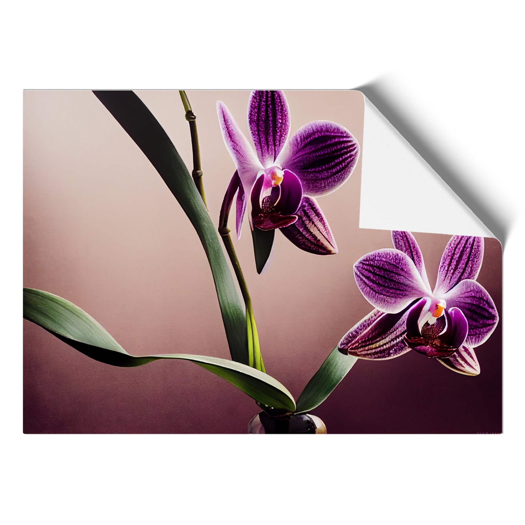 Bright Orchid Flowers Wall Art Print Framed Canvas Picture Poster Decor