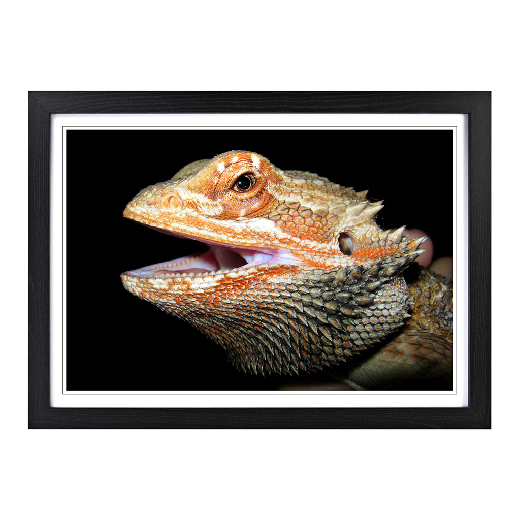 Bearded Dragon Lizard Wall Art Print Framed Canvas Picture Poster Decor - Picture 5 of 7