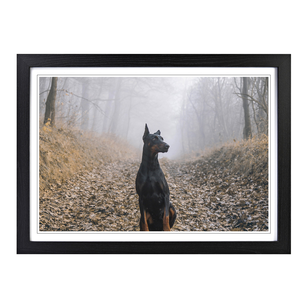 Doberman Dog (3) Wall Art Print Framed Canvas Picture Poster Decor Living Room - Picture 5 of 7