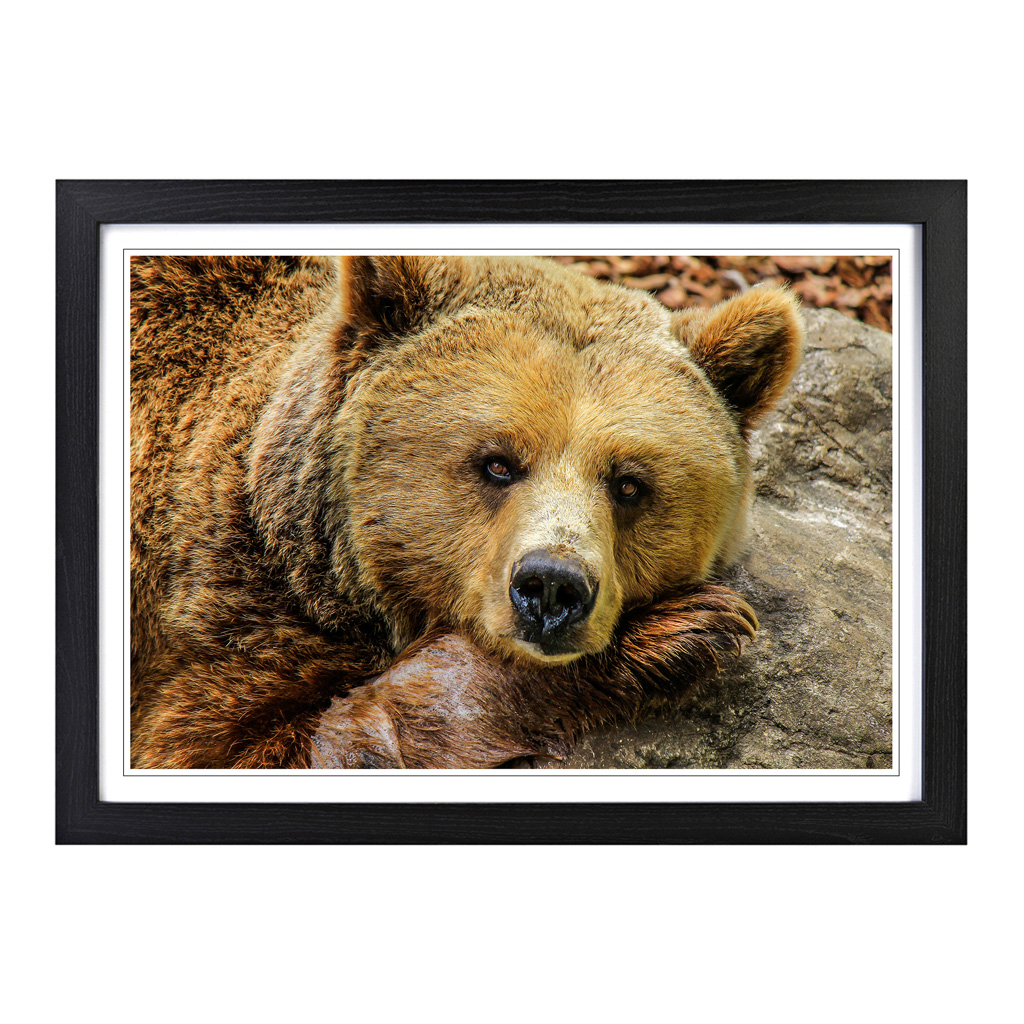 Grizzly Brown Bear Wall Art Print Framed Canvas Picture Poster Decor Living Room