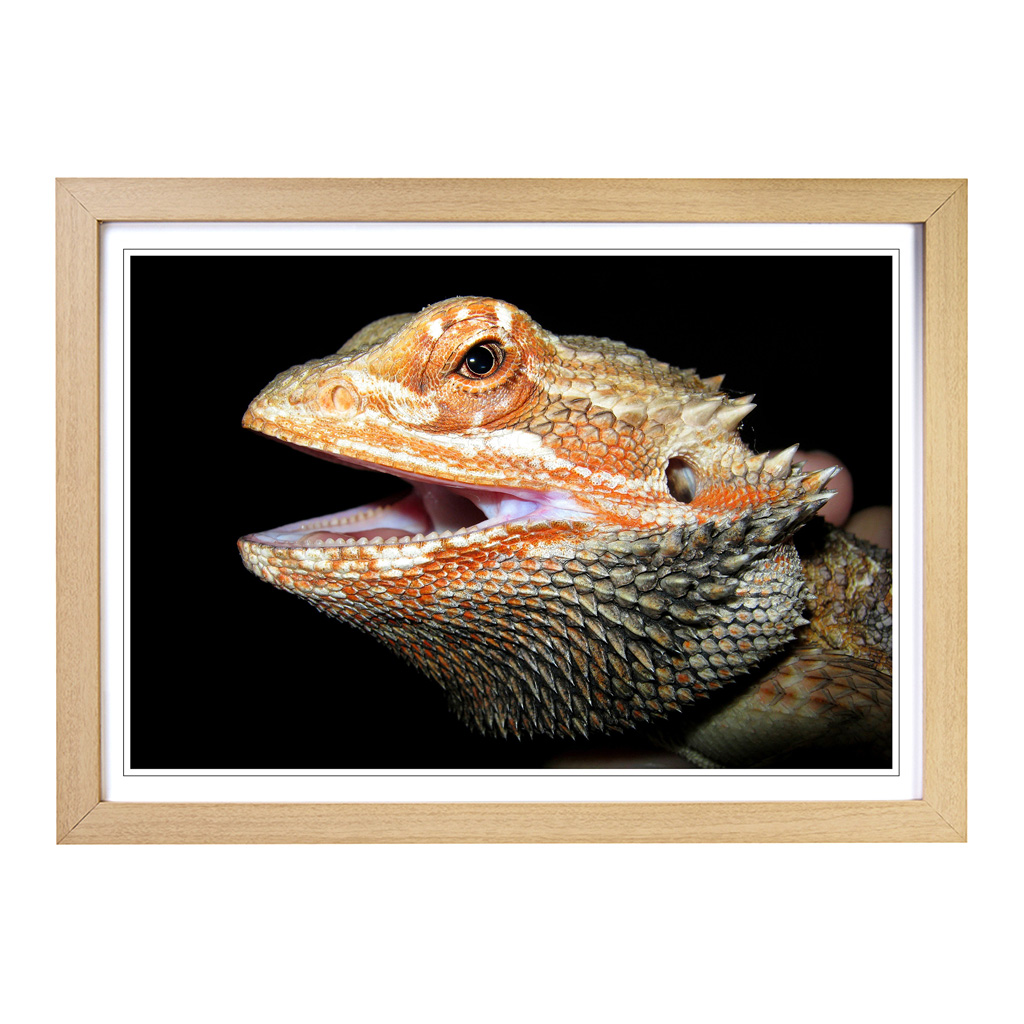 Bearded Dragon Lizard Wall Art Print Framed Canvas Picture Poster Decor - Picture 6 of 7