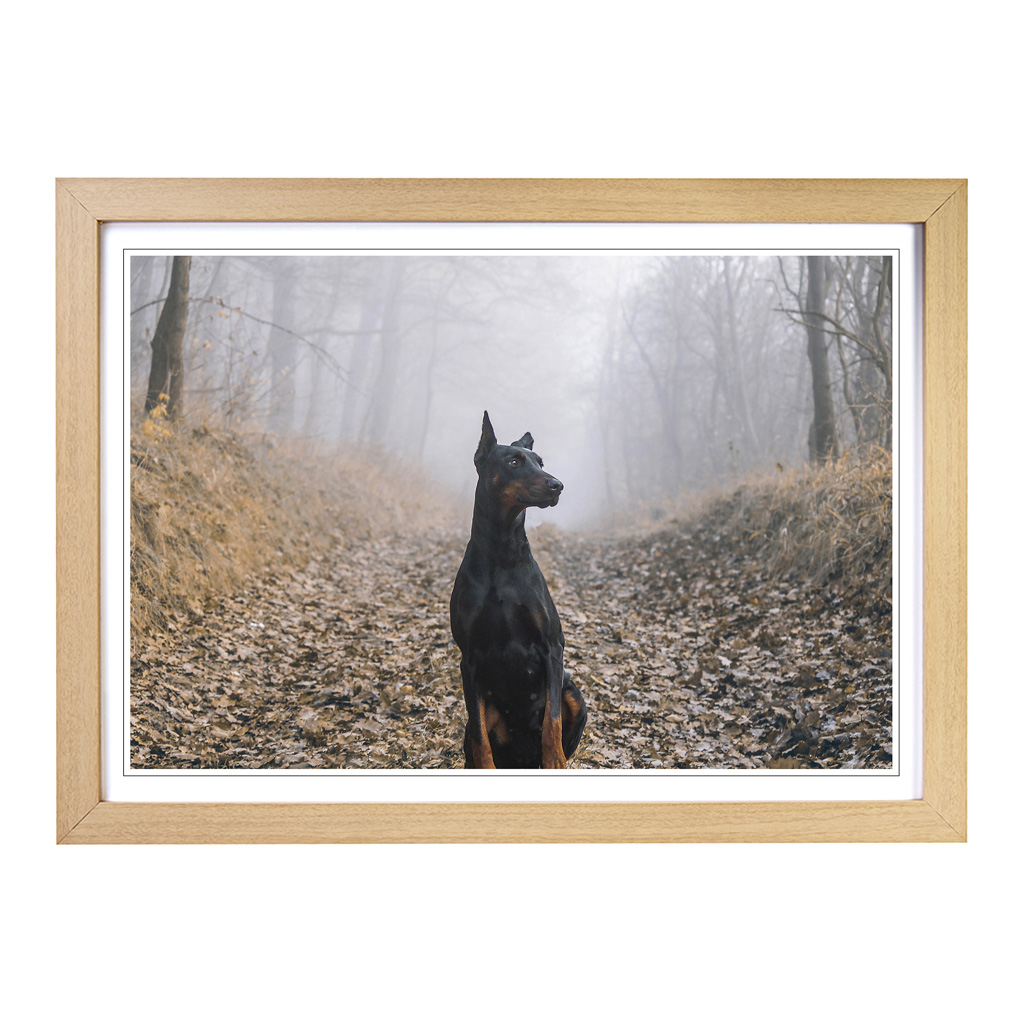 Doberman Dog (3) Wall Art Print Framed Canvas Picture Poster Decor Living Room - Picture 6 of 7