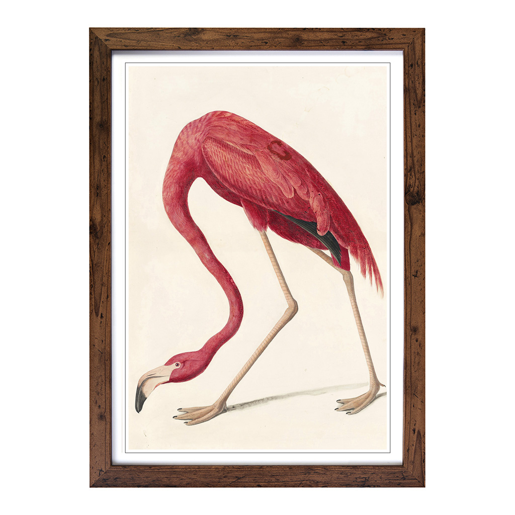 Arte de pared John James Audubon flamenco impresión enmarcado lienzo cuadro póster decoración - Imagen 7 de 7