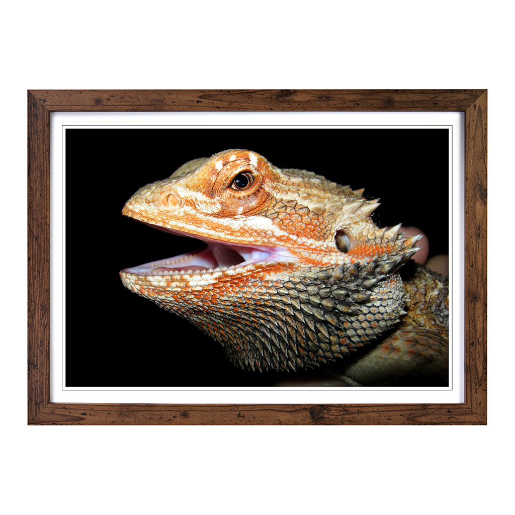 Bearded Dragon Lizard Wall Art Print Framed Canvas Picture Poster Decor - Picture 7 of 7