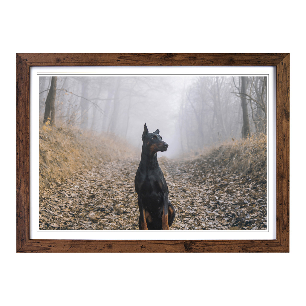 Doberman Dog (3) Wall Art Print Framed Canvas Picture Poster Decor Living Room - Picture 7 of 7