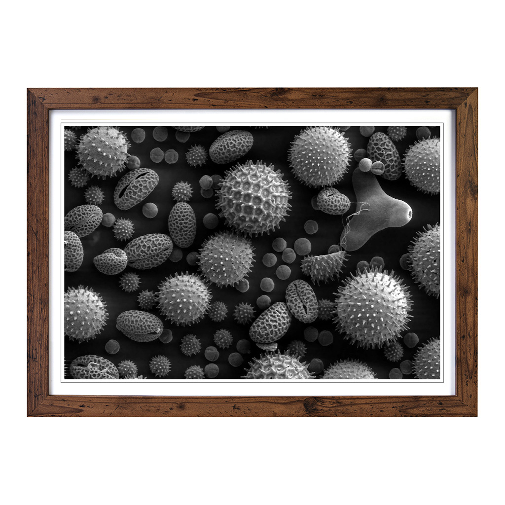 Flower Microscopic Pollen Wall Art Print Framed Canvas Picture Poster Decor - Picture 7 of 7
