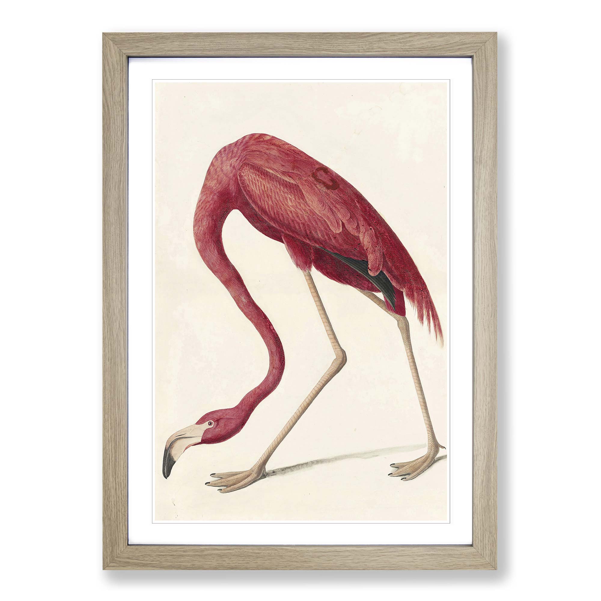 American Flamingo fine art print John James Audubon 21cm x 30 cm