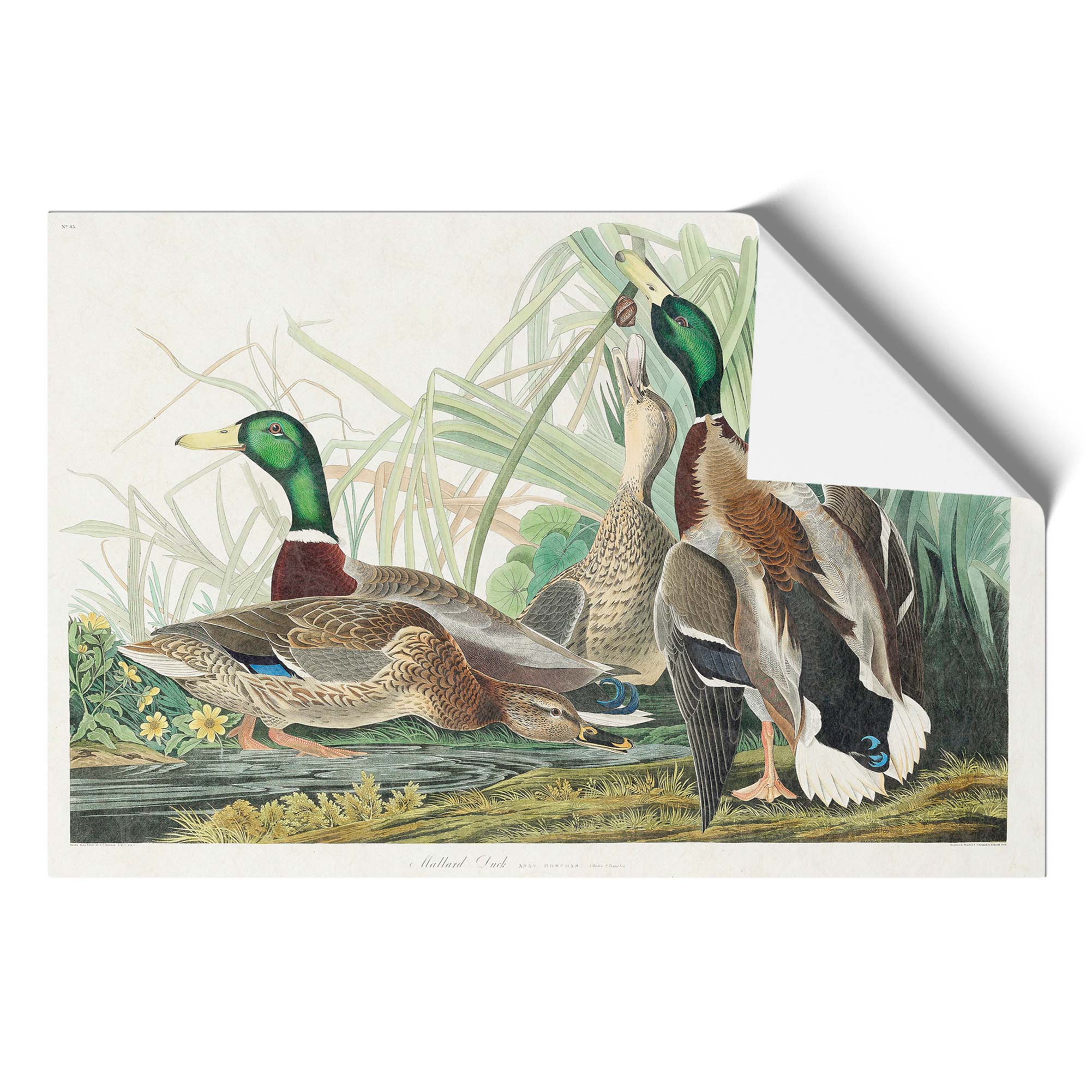 Mallard Ducks Flowers Bird John James Audubon Wall Art Print Framed Picture - Picture 9 of 9