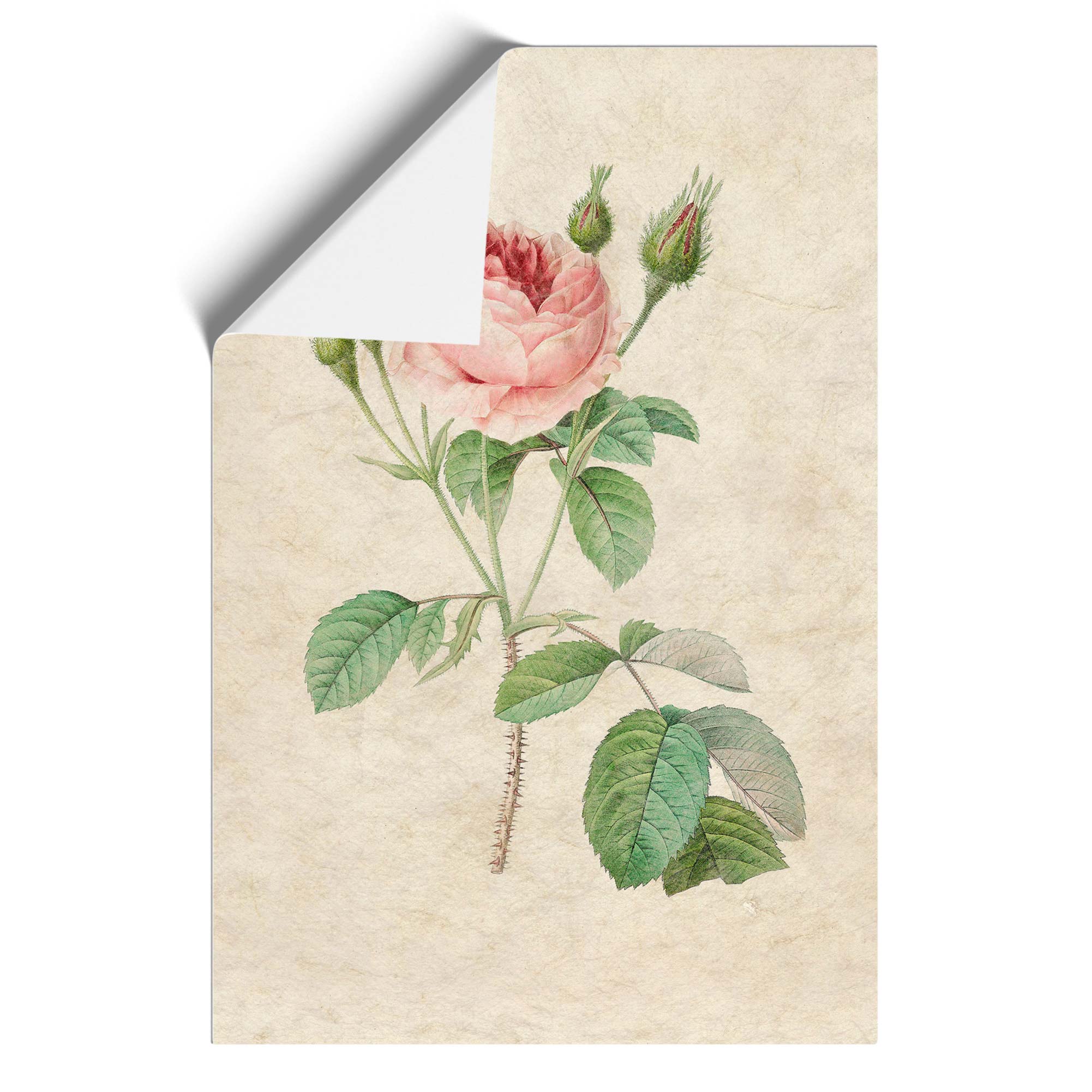Eine rosa Rose Blumen Vintage Pierre-Joseph Redoute Wandbild Kunstdruck gerahmtes Bild - Bild 9 von 9