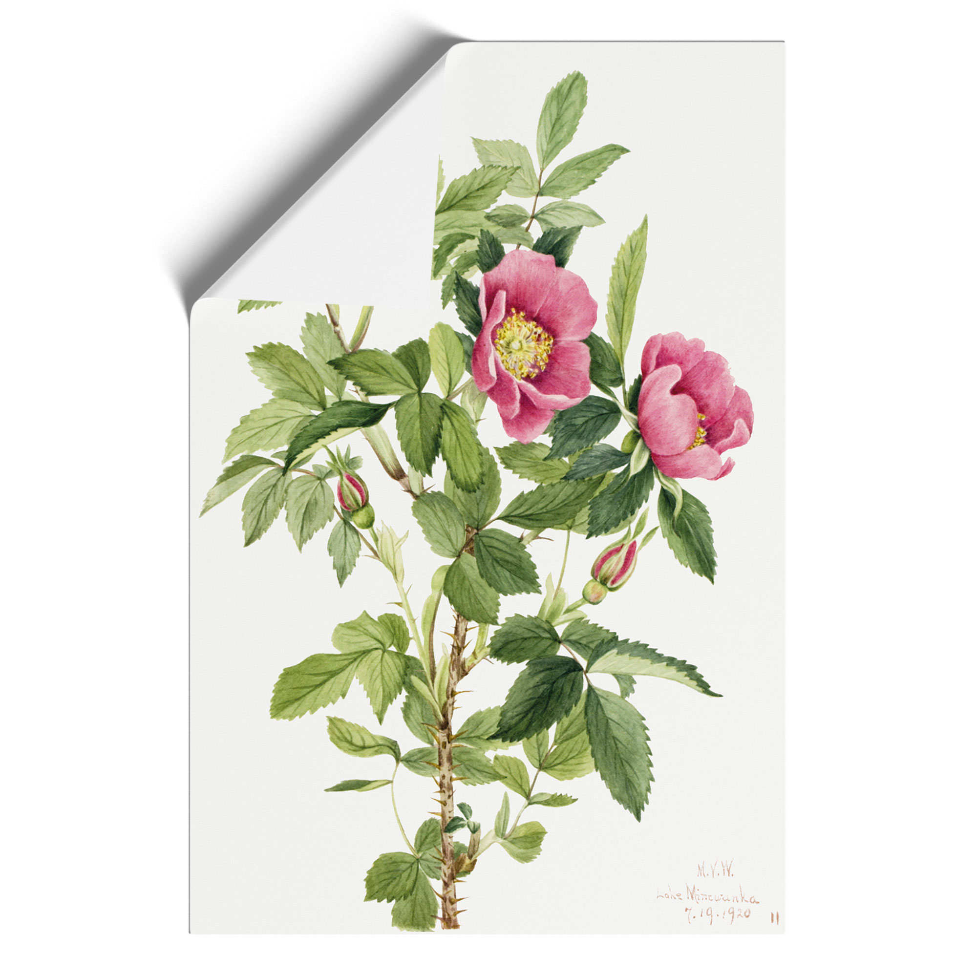 Póster enmarcado con impresión de arte de pared Bourgeau Rose Vol.1 de Mary Vaux Walcott - Imagen 9 de 9