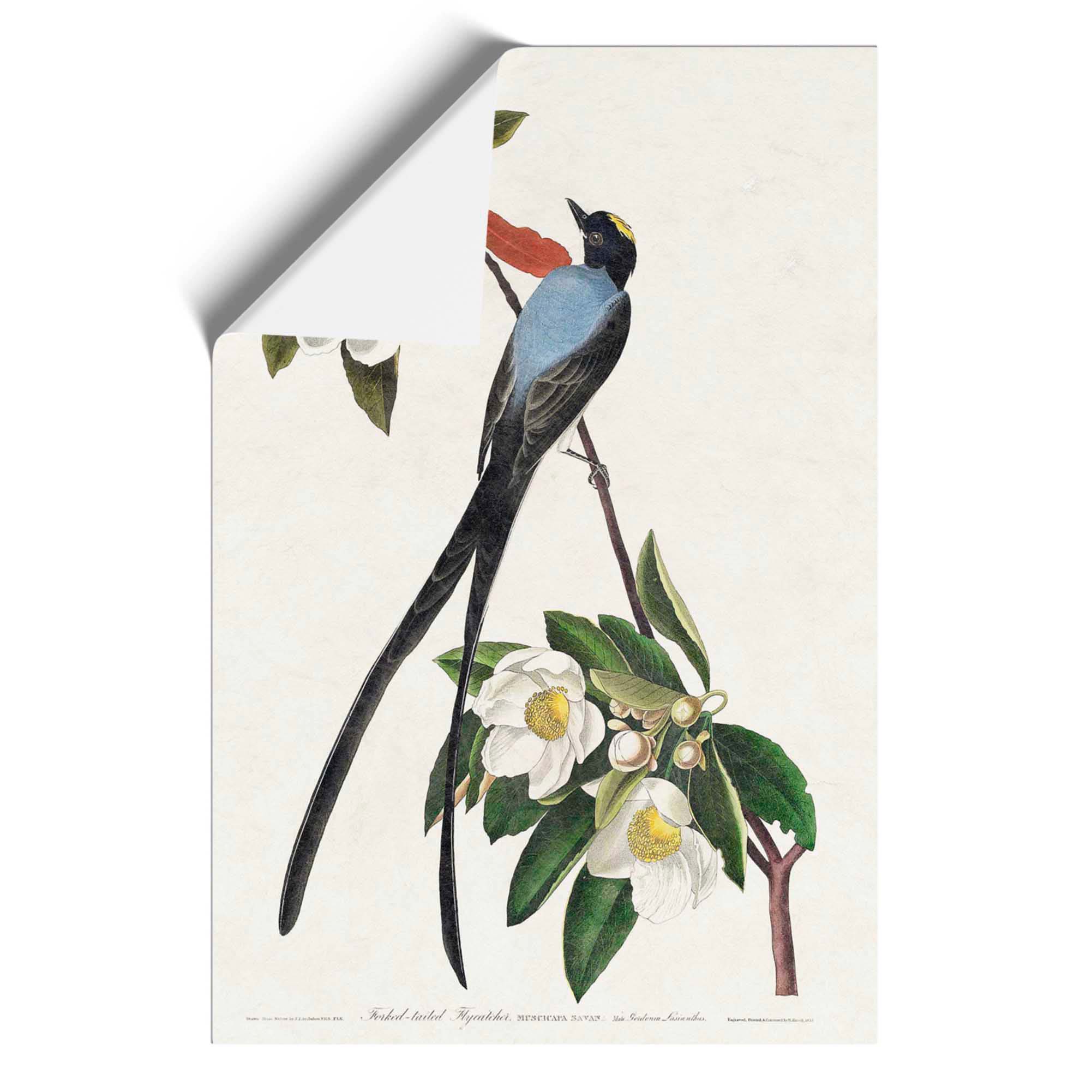 Fork-Tailed Flycatcher Bird John James Audubon Wall Art Print Framed ...