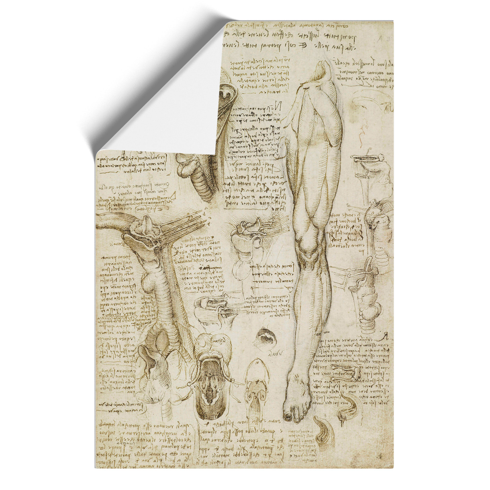 Human Anatomy Vol.7 By Leonardo Da Vinci Framed Wall Art Print Ready to ...