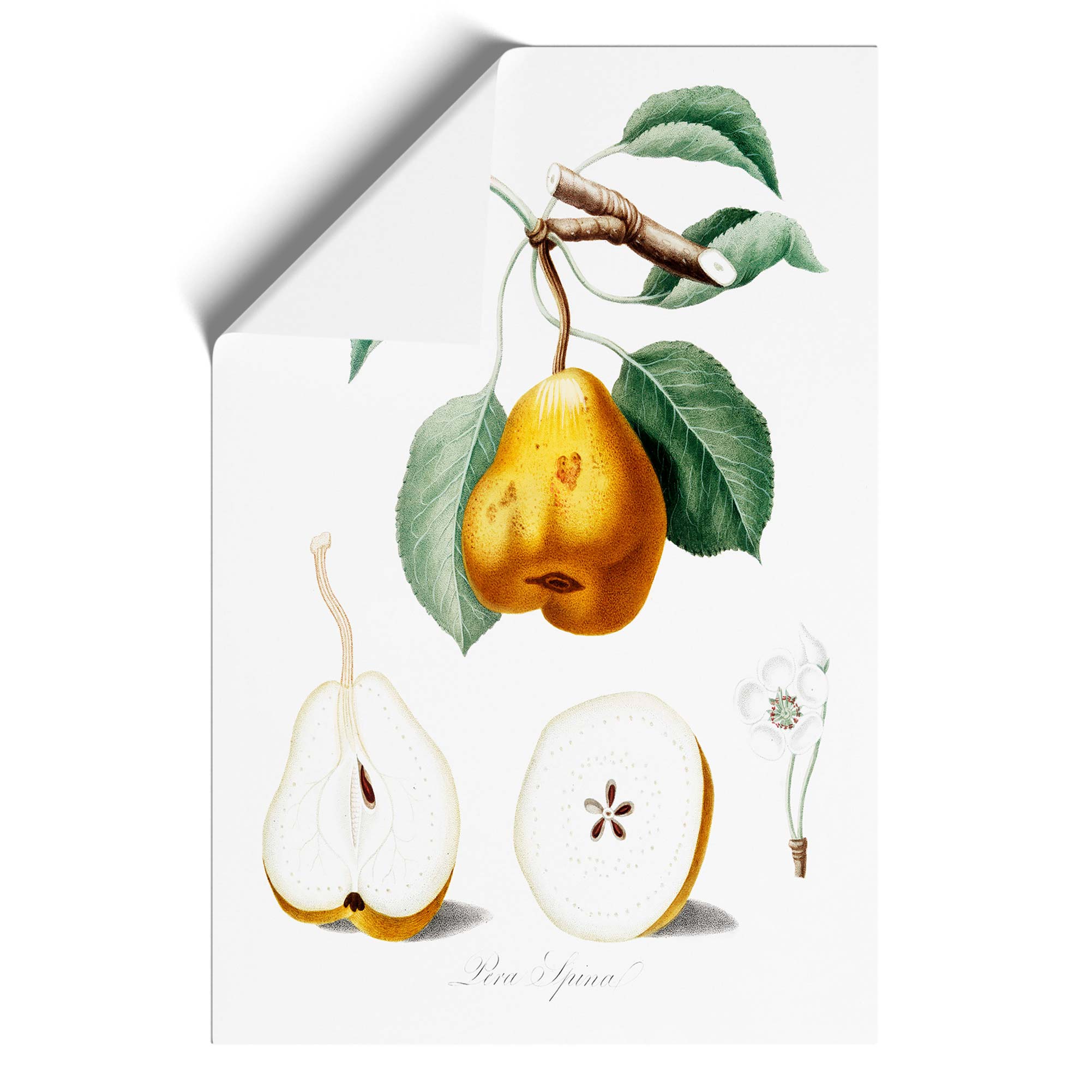 Cuadro enmarcado con impresión de arte de pared vintage de flores de pero naranja Giorgio Gallesio - Imagen 9 de 9