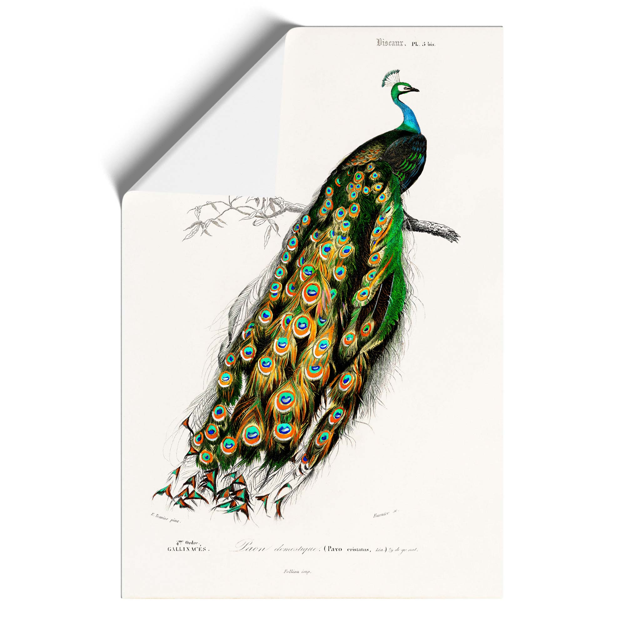 Indian Peacock Flowers Bird Charles D' Orbigny Wall Art Print Framed Picture - Picture 9 of 9