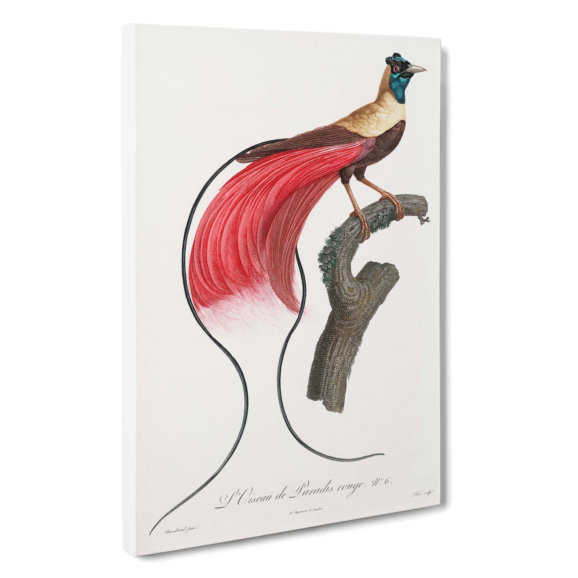 Red Bird Of Paradise Vintage Jacques Barraband Canvas Wall Art
