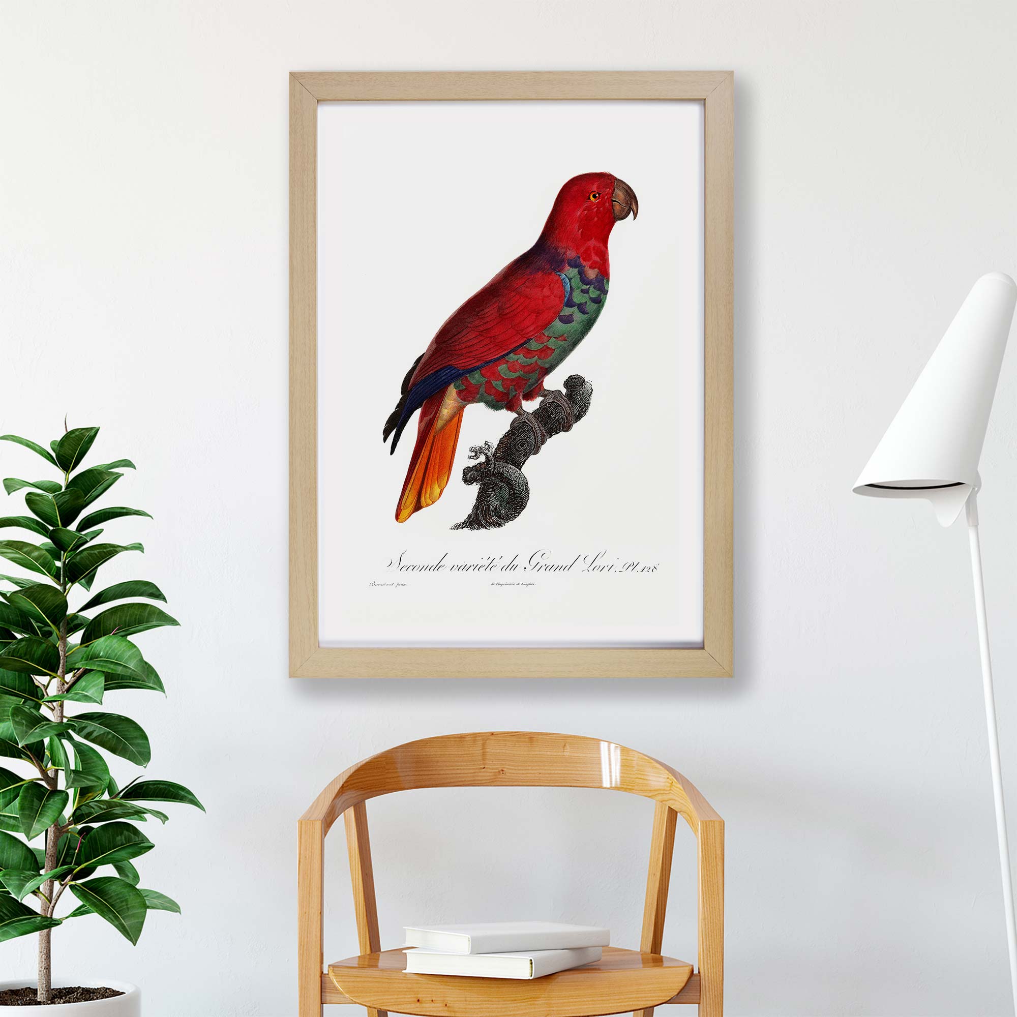 The Eclectus Parrot Vintage Bird F. Levaillant Wall Art Framed Picture ...