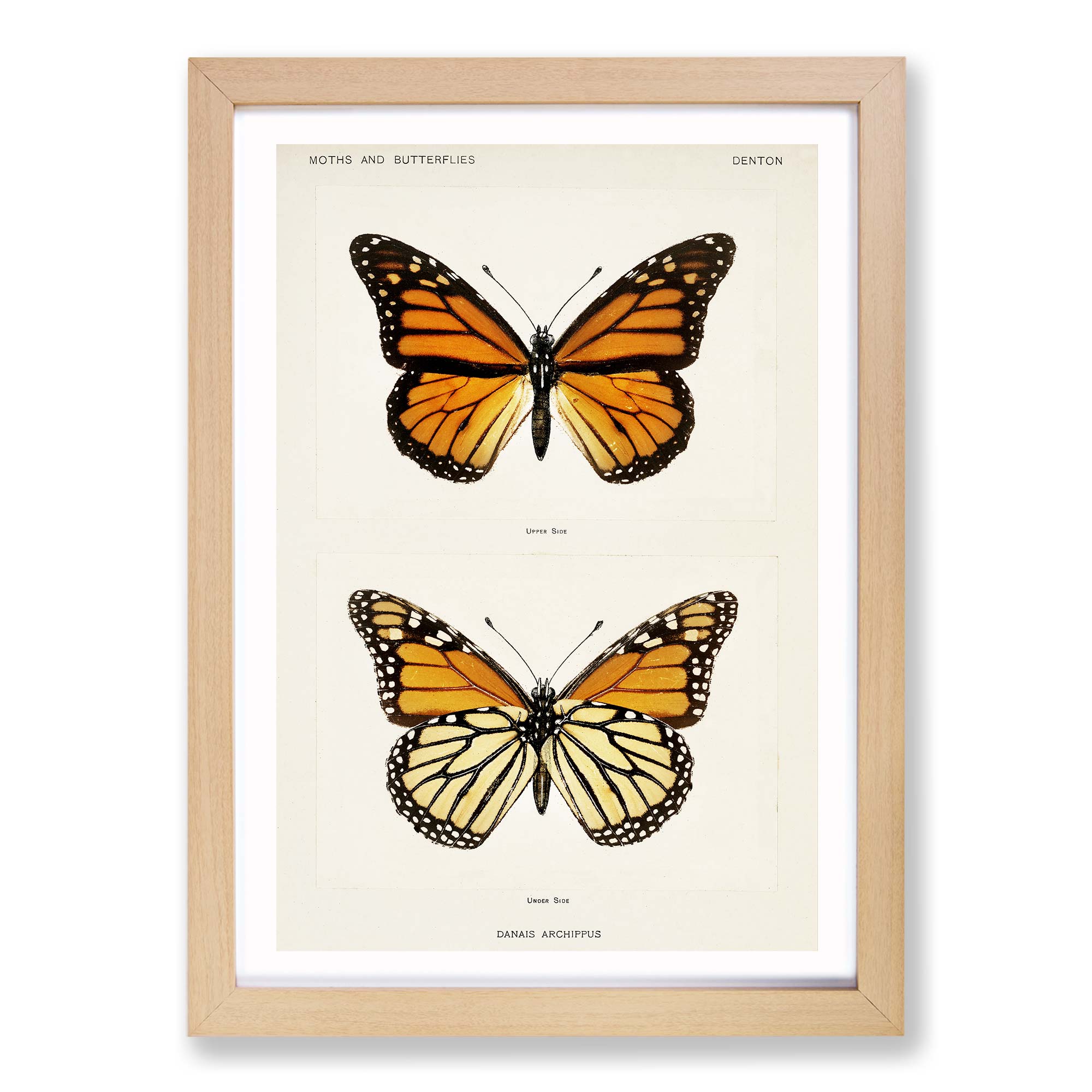 Постеры на стену бабочки