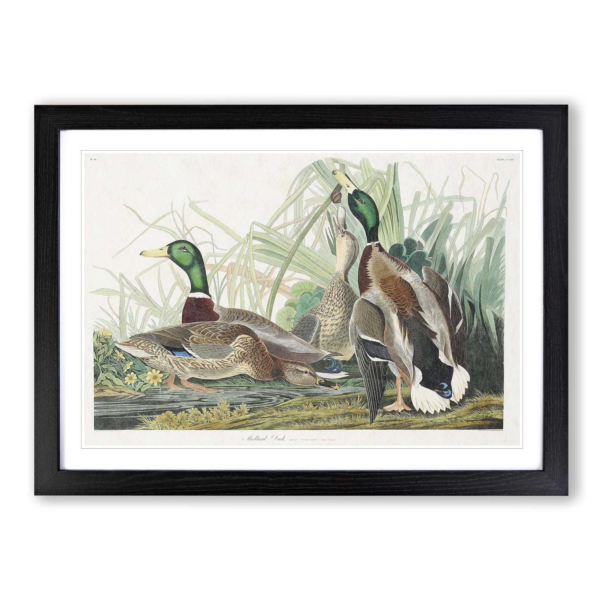 Mallard Ducks Flowers Bird John James Audubon Wall Art Print Framed Picture - Picture 6 of 9
