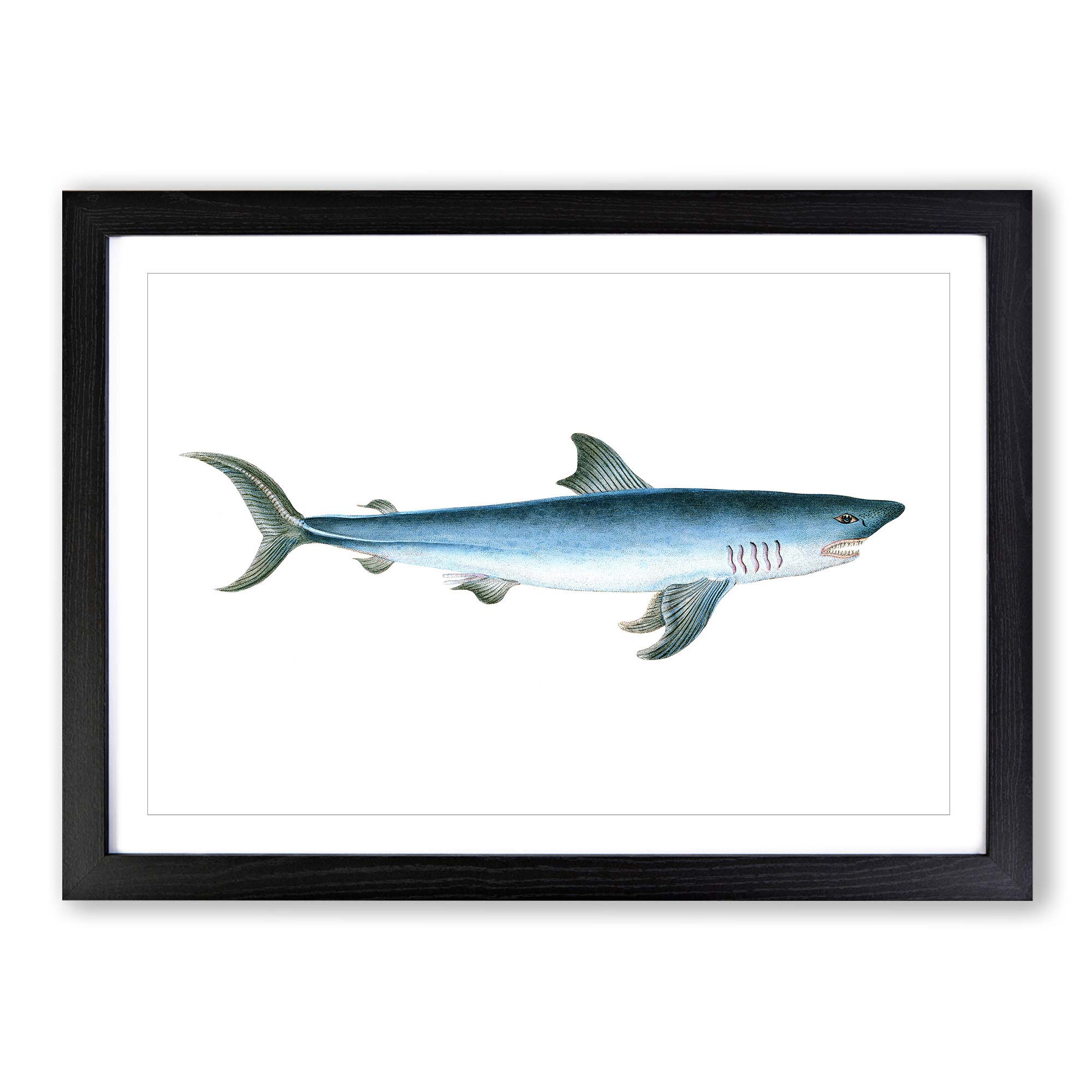 porbeagle shark watch