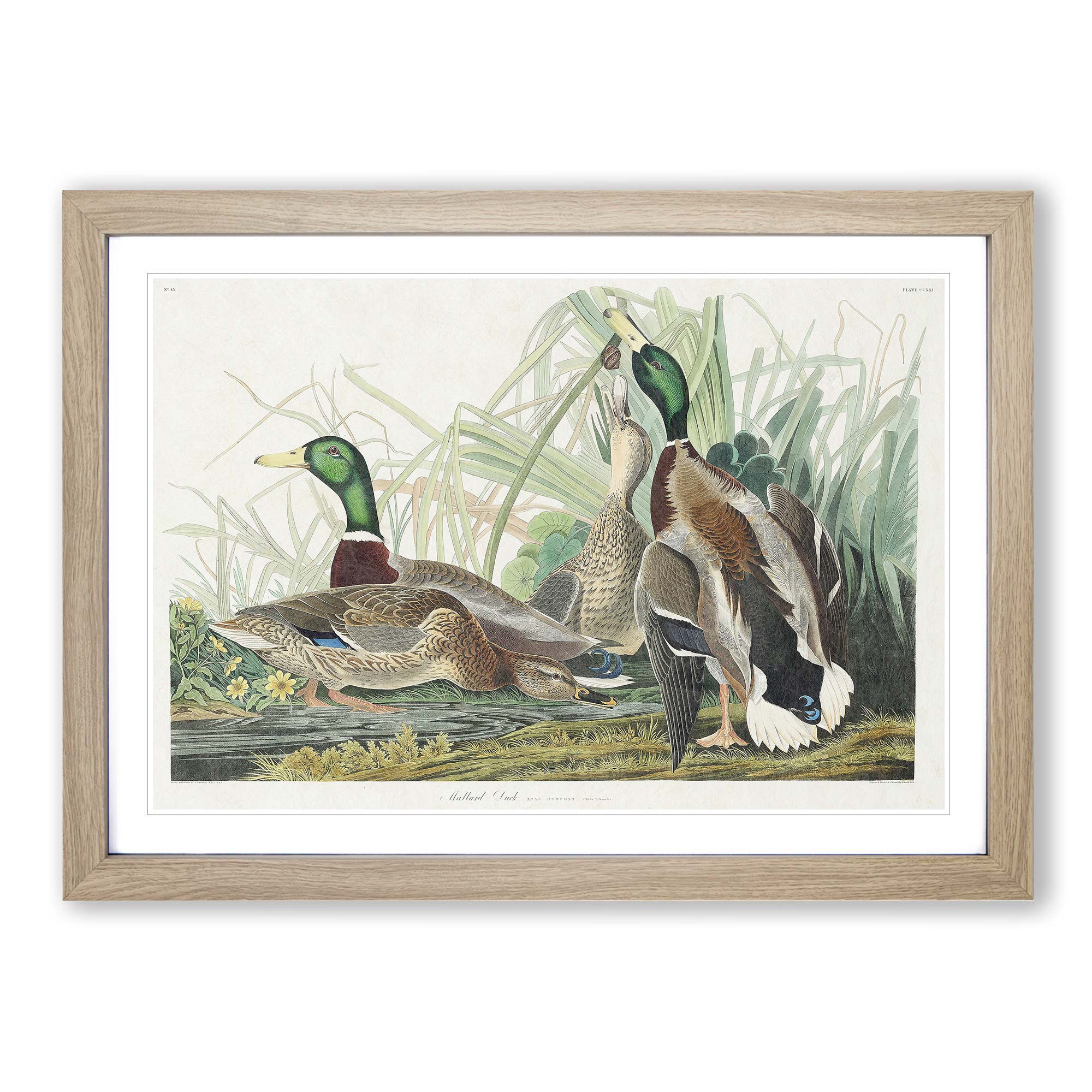 Mallard Ducks Flowers Bird John James Audubon Wall Art Print Framed Picture - Picture 7 of 9