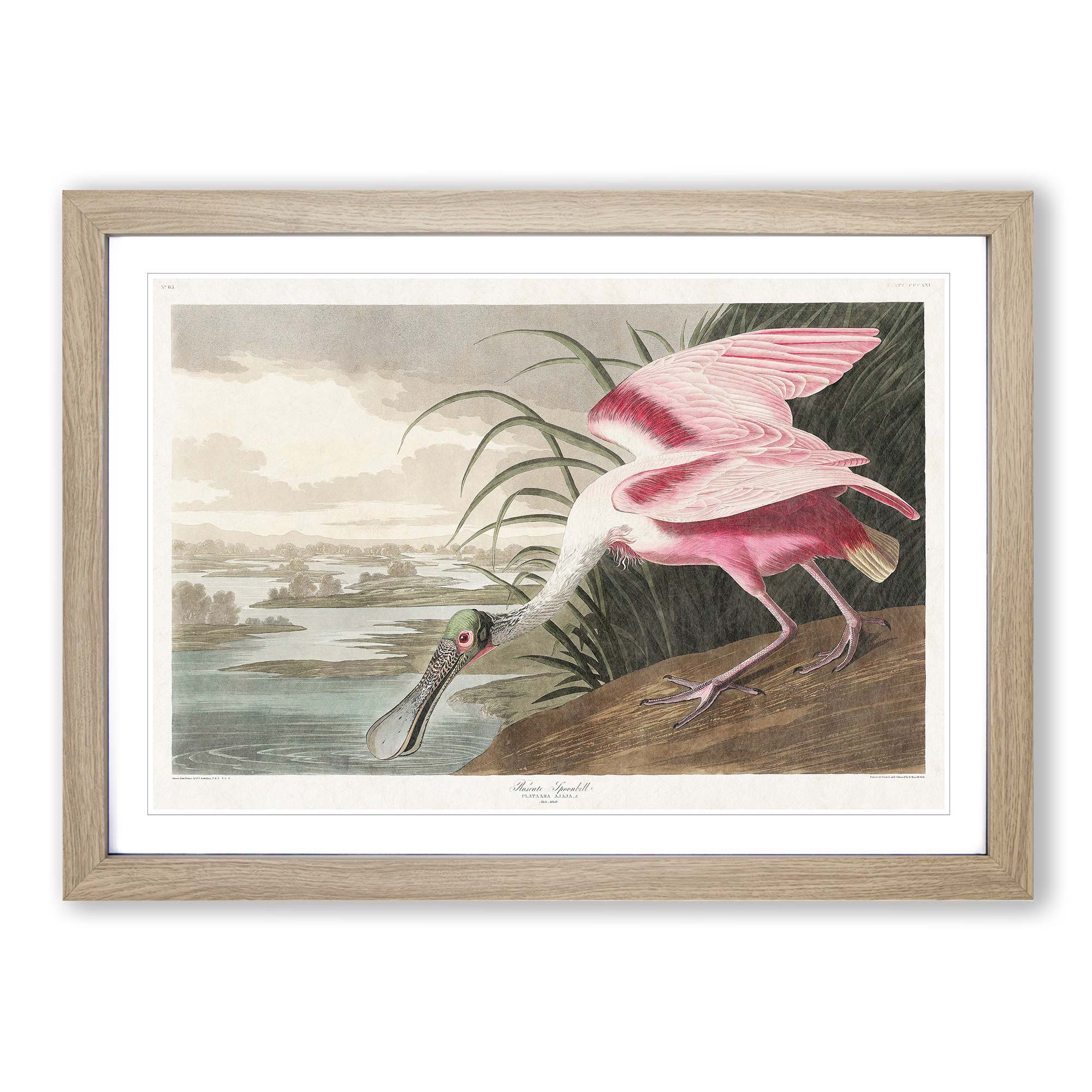 Roseate Spoonbill Bird John James Audubon Wall Art Print Framed Picture ...