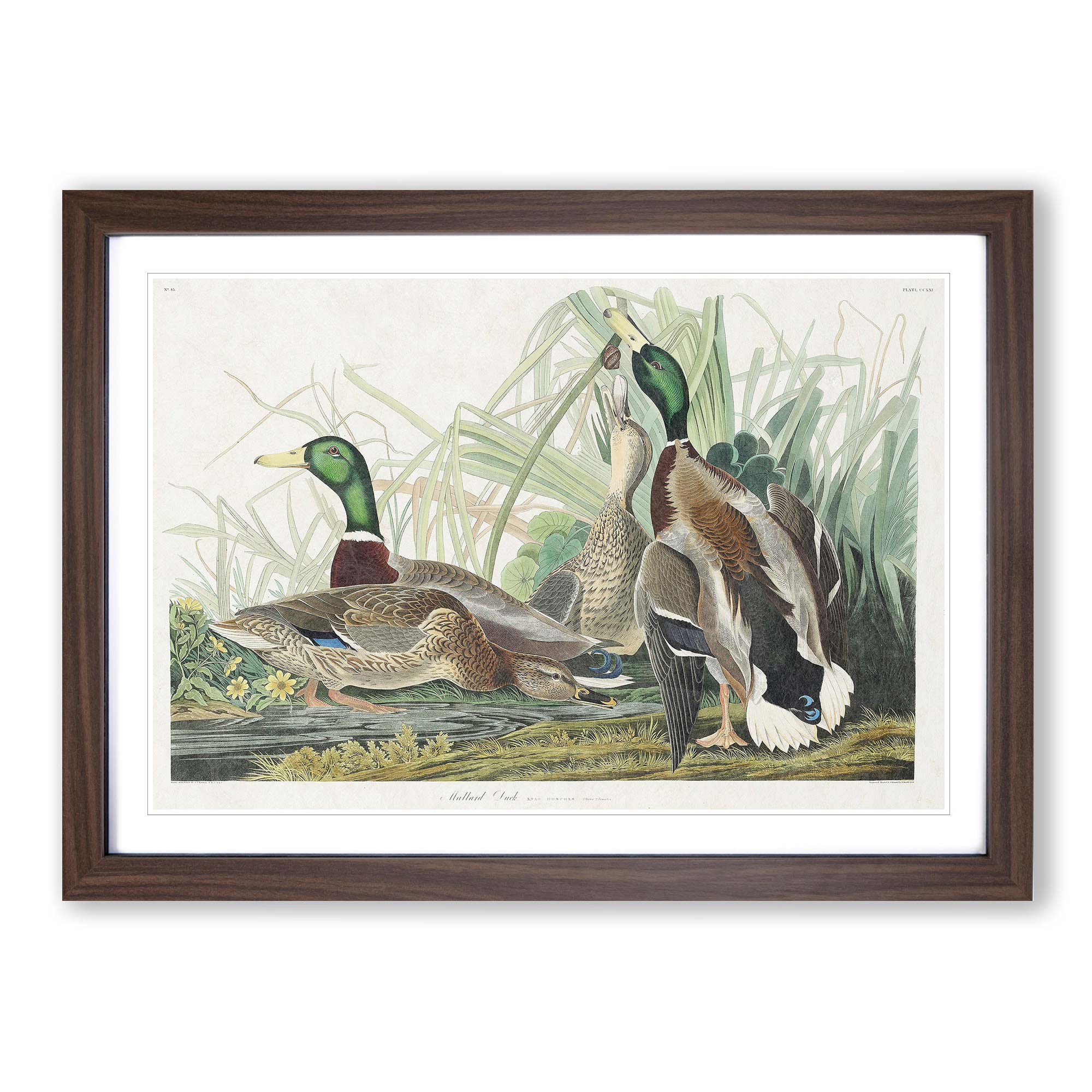 Mallard Ducks Flowers Bird John James Audubon Wall Art Print Framed Picture - Picture 8 of 9