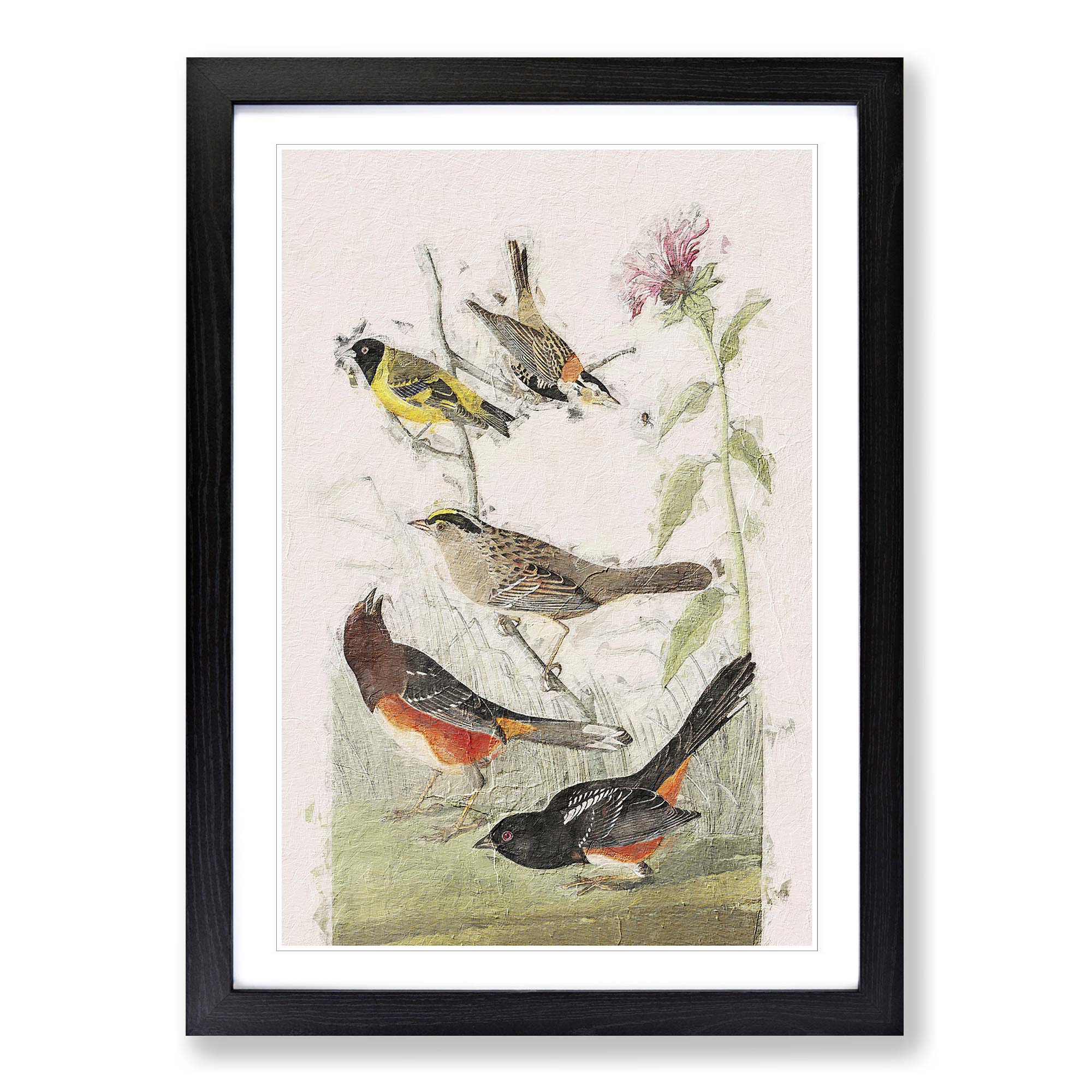 A Selection of Birds Flowers John James Audubon Framed Wall Art Canvas ...