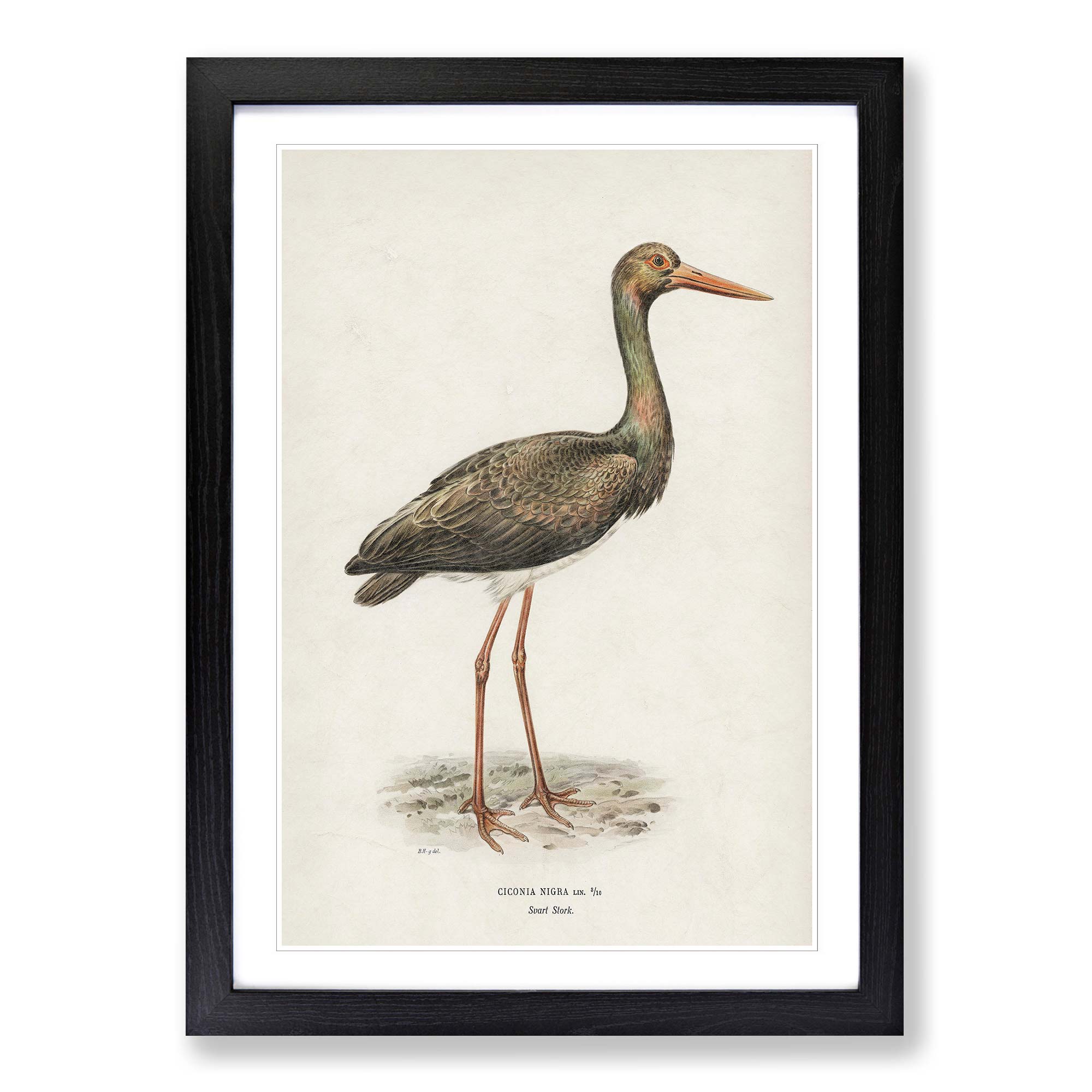 Black Stork Animal Vintage Bird Von Wright Wall Art Print Framed Canvas ...