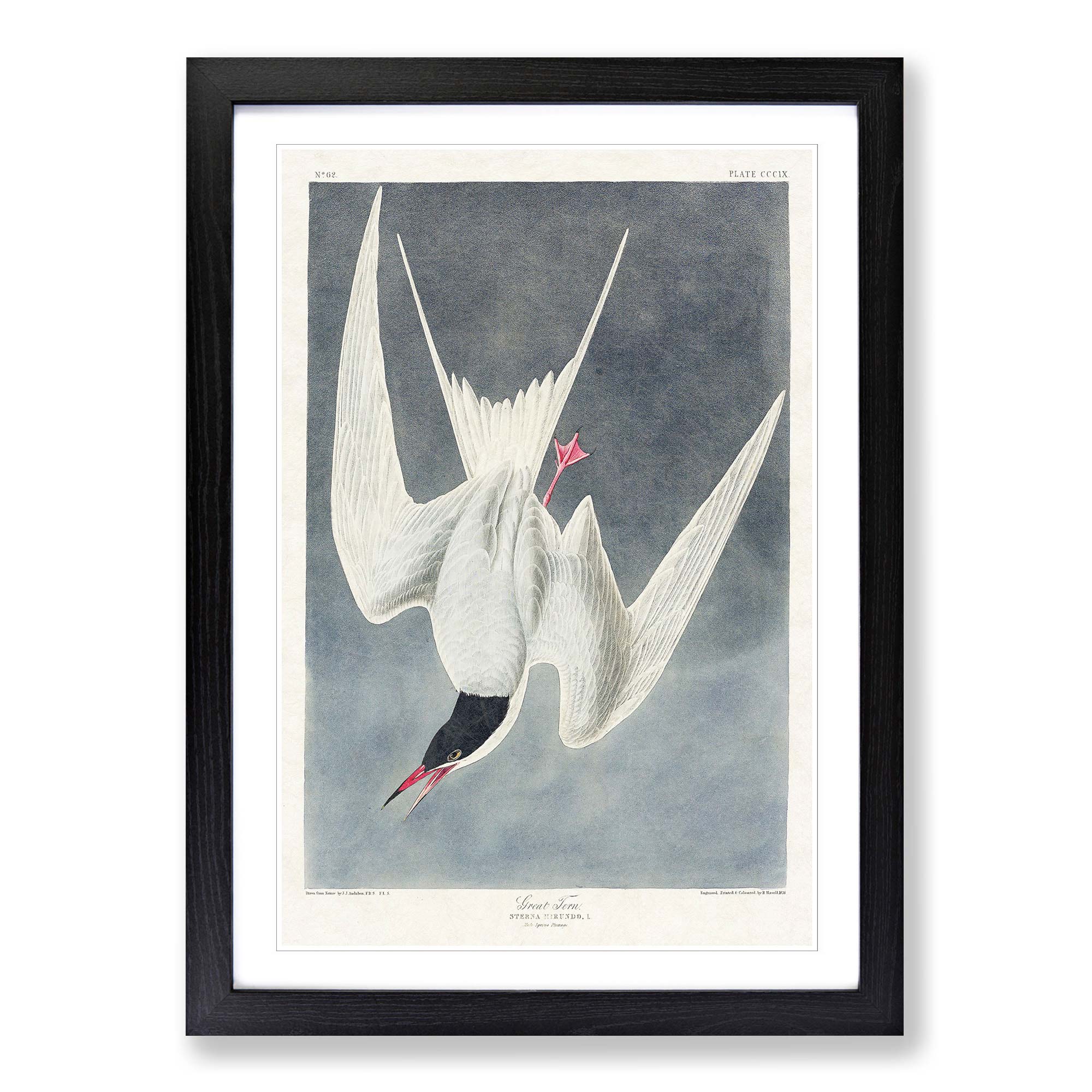 Große Seeschwalbe Vogel Tier Vintage John James Audubon gerahmter Wandkunstdruck