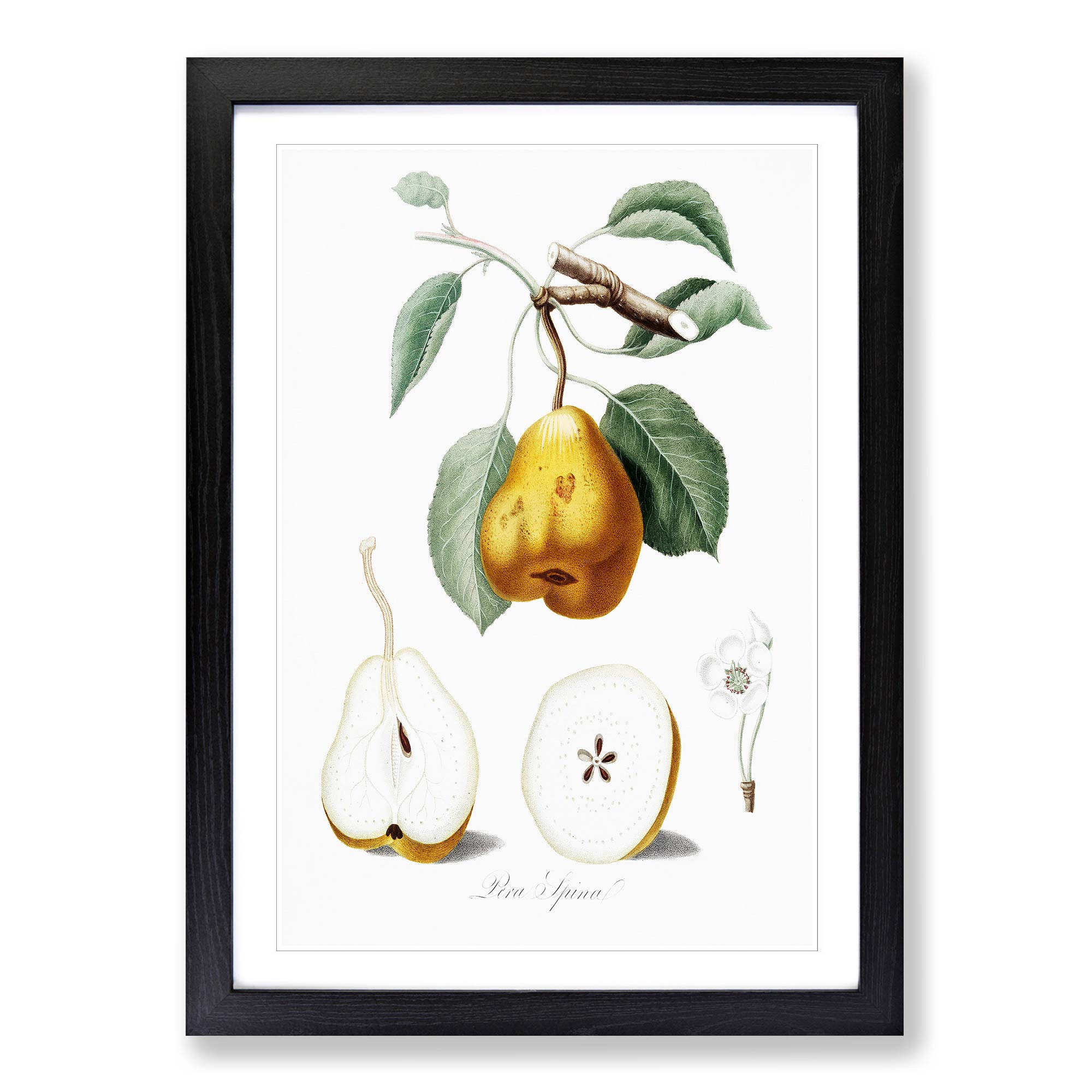 Cuadro enmarcado con impresión de arte de pared vintage de flores de pero naranja Giorgio Gallesio - Imagen 6 de 9