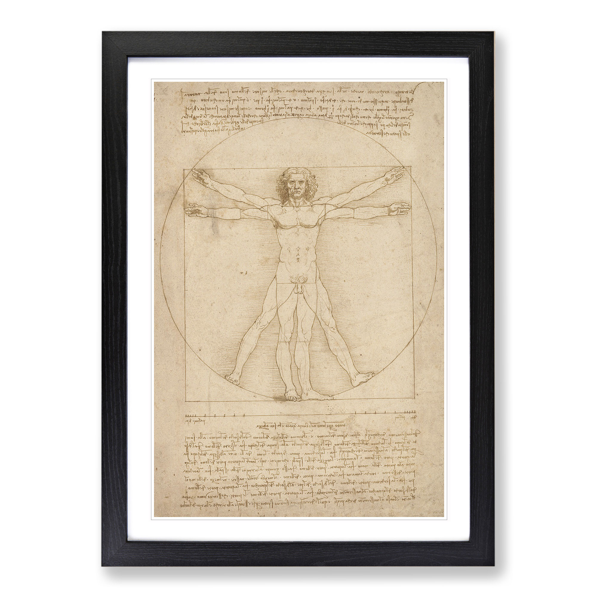 VITRUVIAN MAN VOL 2 By Leonardo Da Vinci Wall Art Framed Print Picture   Vitruvian Man Vol.2 Byx Leonardo Da Vinci 