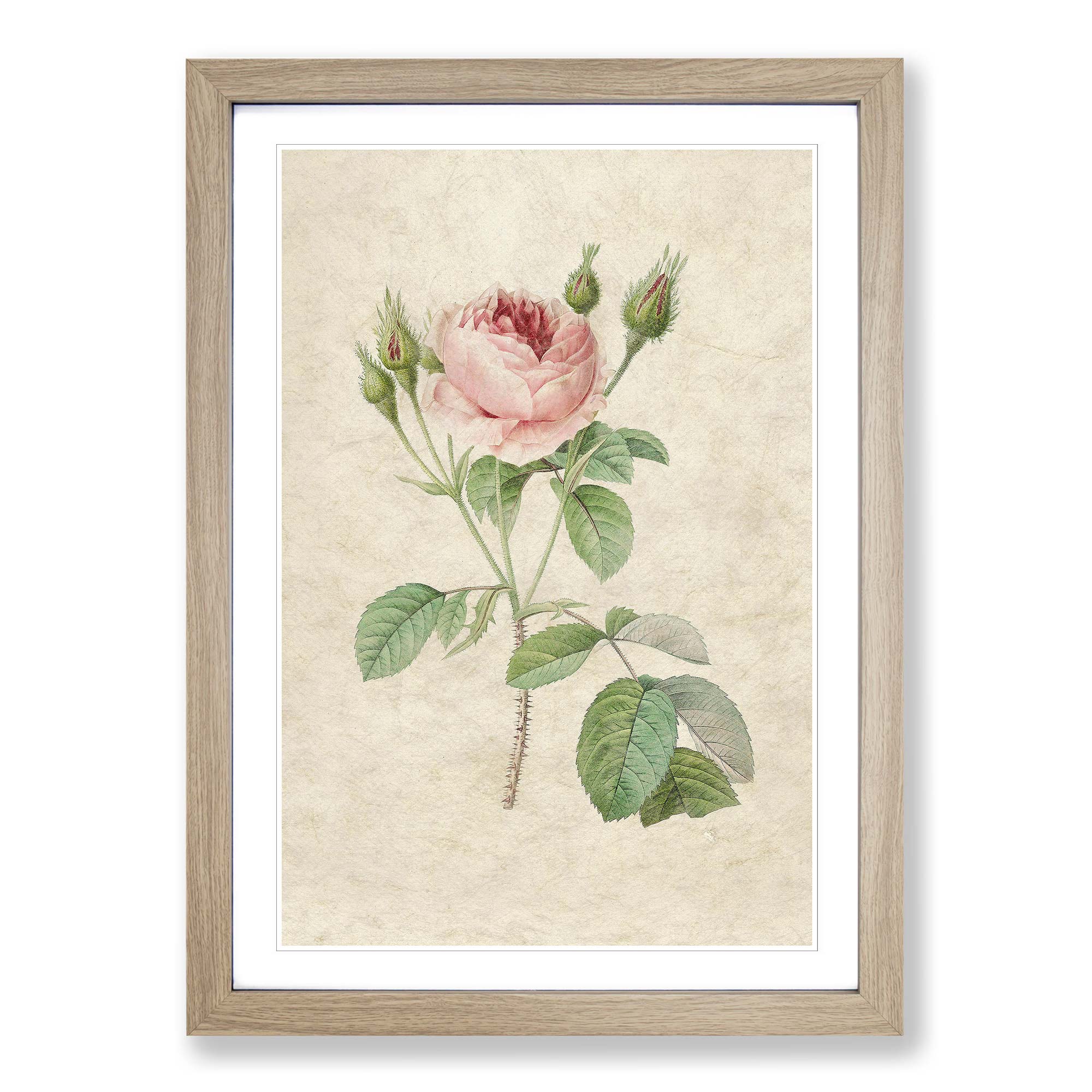 Eine rosa Rose Blumen Vintage Pierre-Joseph Redoute Wandbild Kunstdruck gerahmtes Bild - Bild 7 von 9