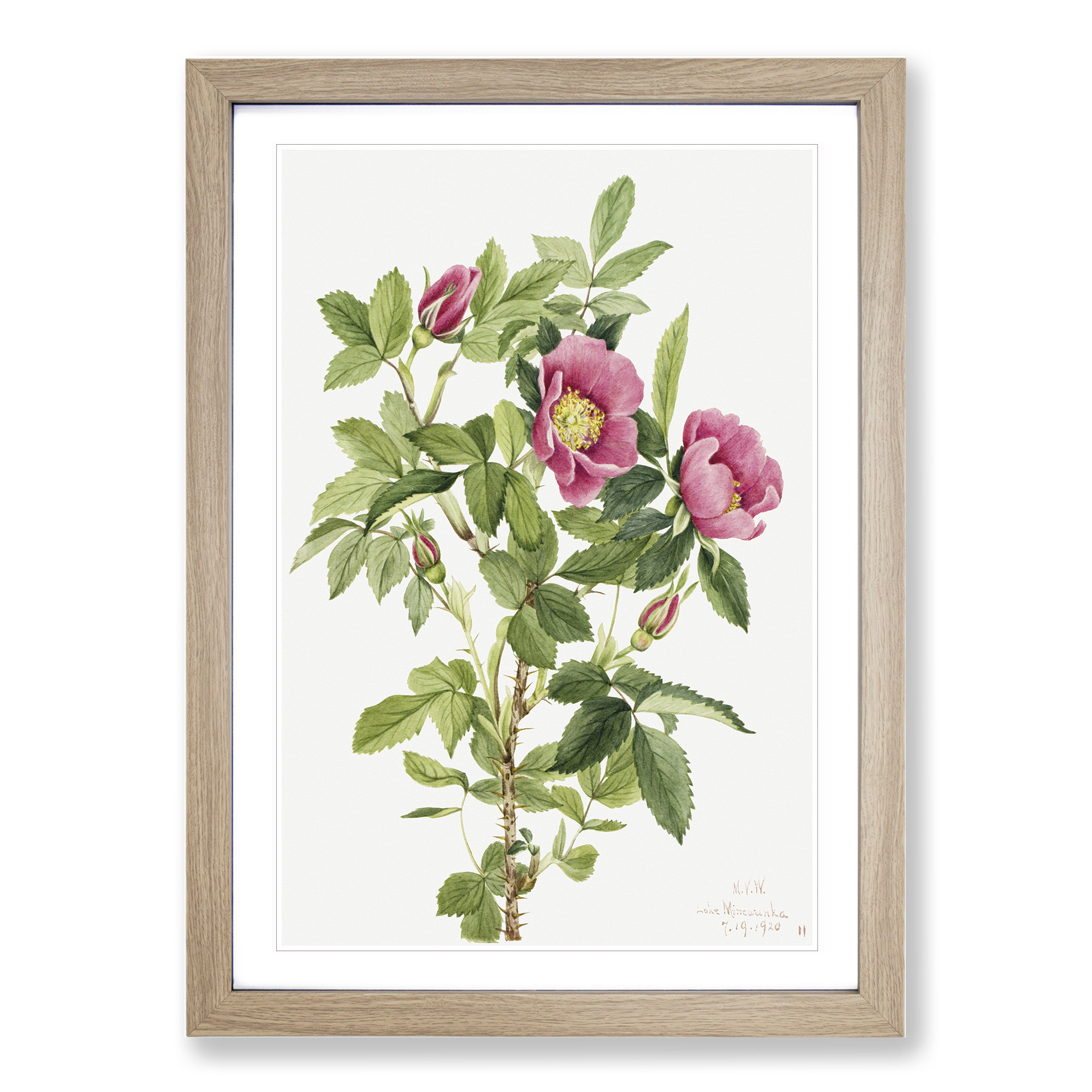 Póster enmarcado con impresión de arte de pared Bourgeau Rose Vol.1 de Mary Vaux Walcott - Imagen 7 de 9