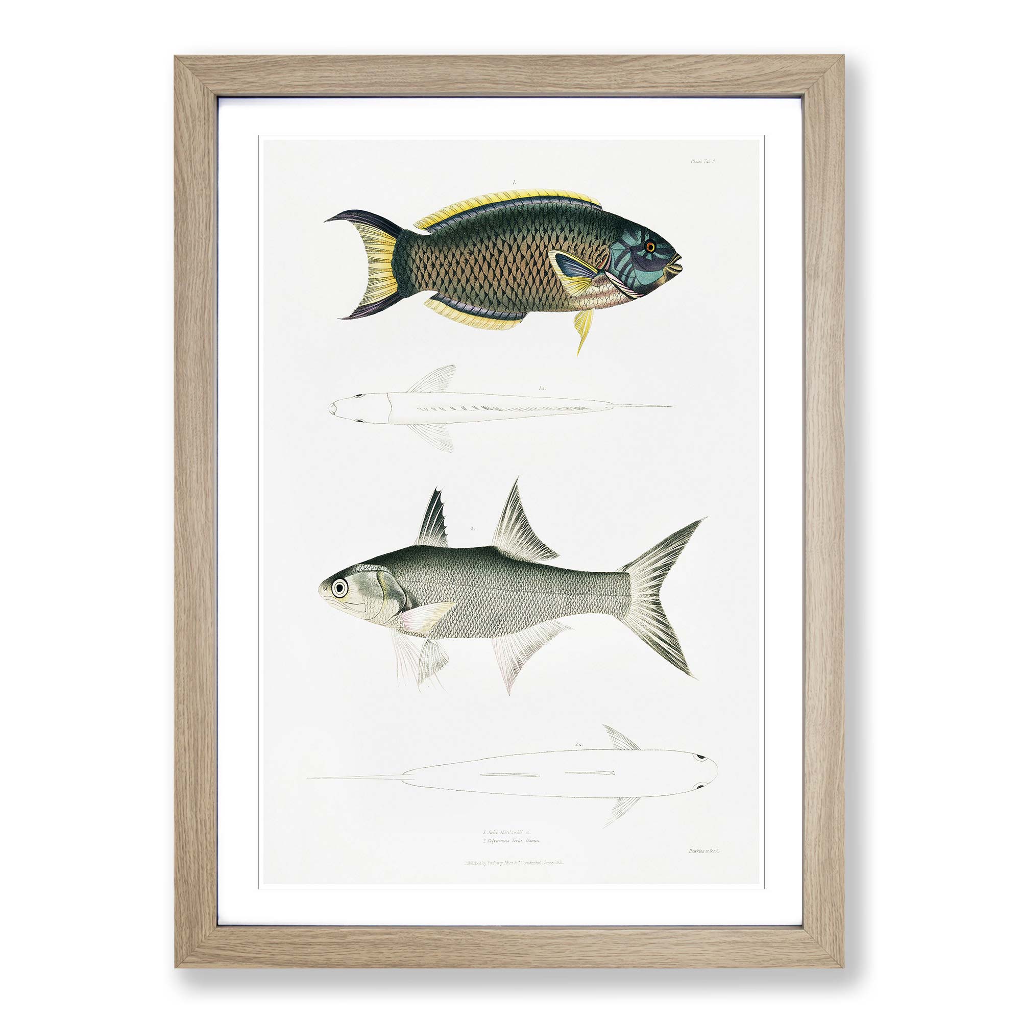 Illustrations Of Fish Vintage John Edward Gray Wall Art Print Framed ...