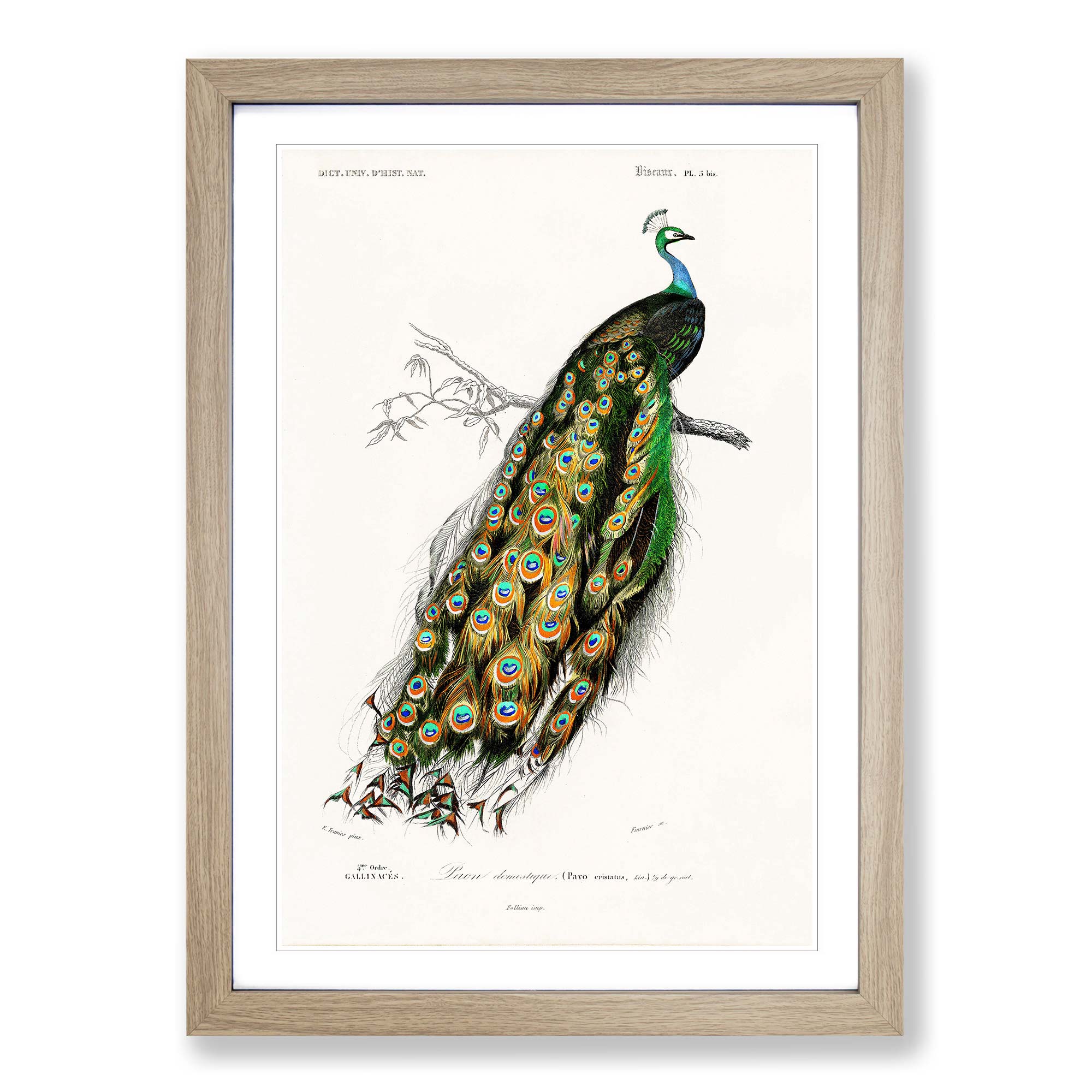 Indian Peacock Flowers Bird Charles D' Orbigny Wall Art Print Framed Picture - Picture 7 of 9