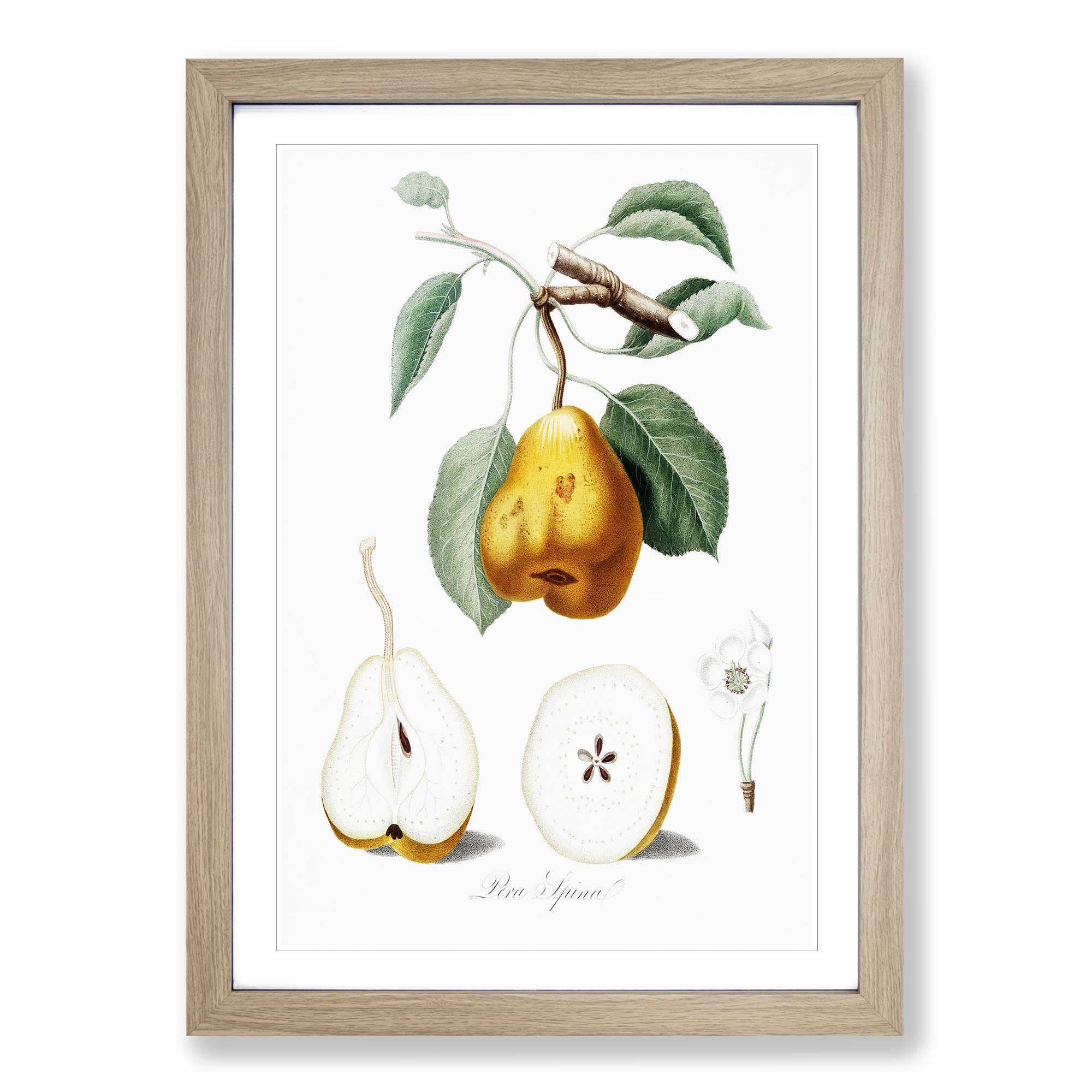 Cuadro enmarcado con impresión de arte de pared vintage de flores de pero naranja Giorgio Gallesio - Imagen 7 de 9
