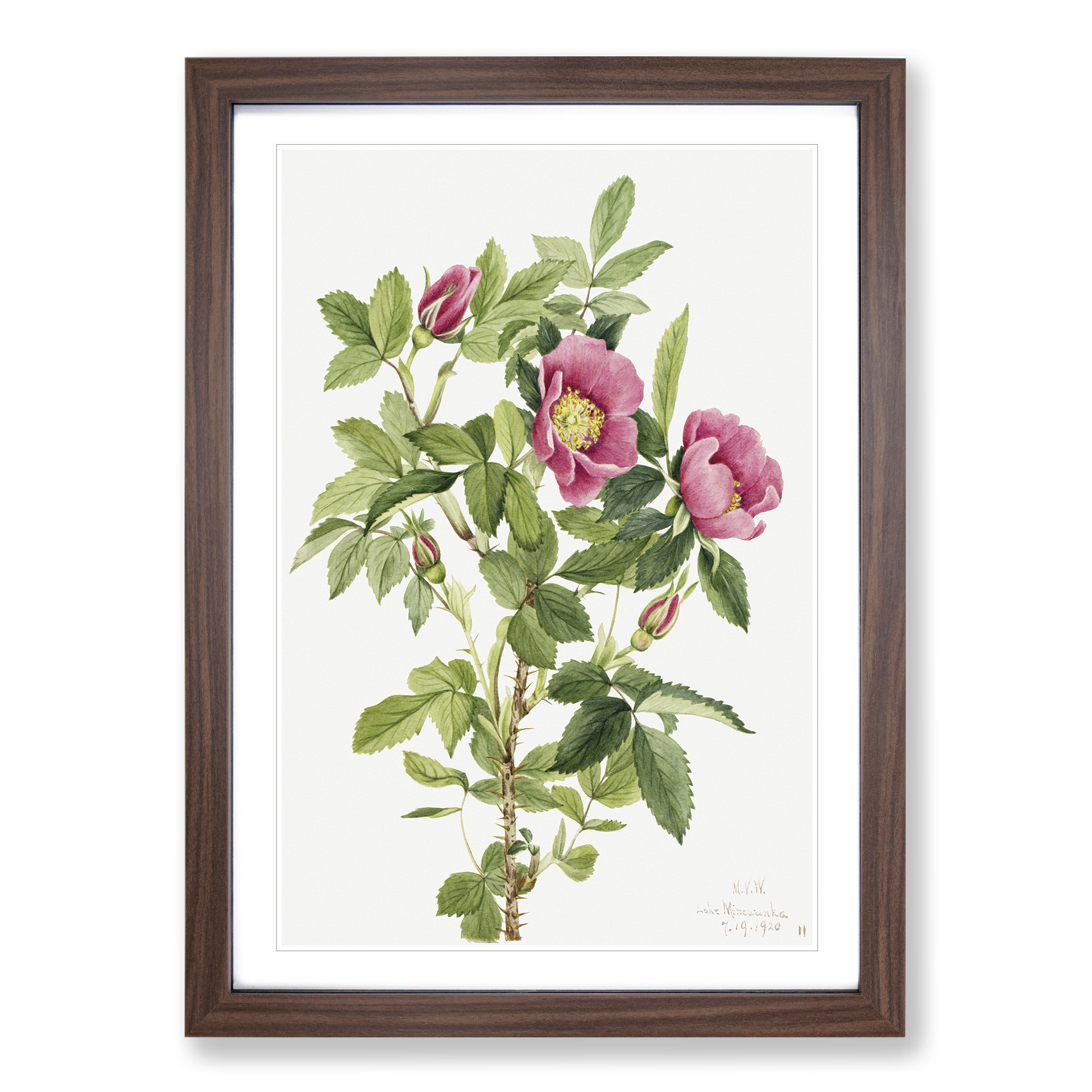 Póster enmarcado con impresión de arte de pared Bourgeau Rose Vol.1 de Mary Vaux Walcott - Imagen 8 de 9