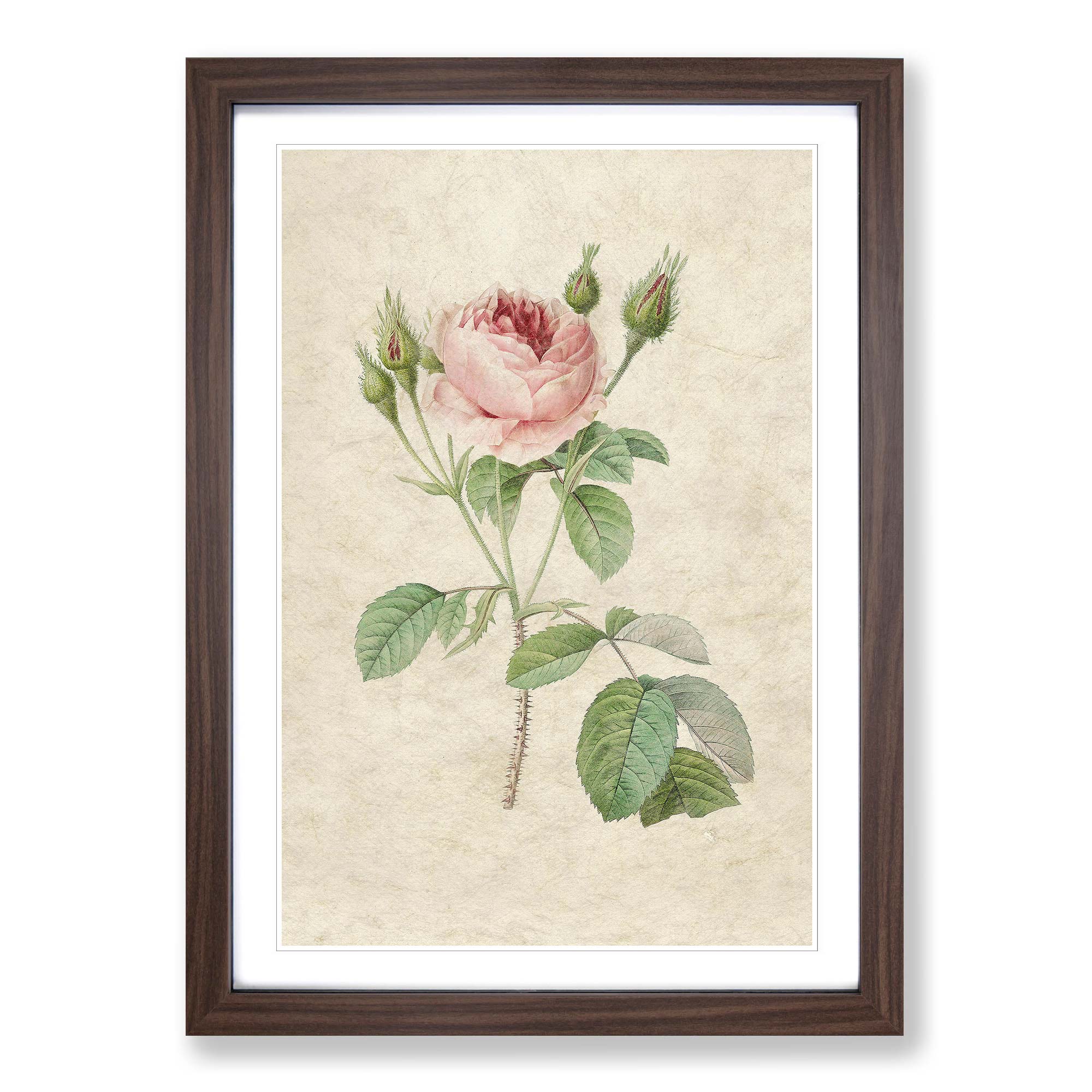 Eine rosa Rose Blumen Vintage Pierre-Joseph Redoute Wandbild Kunstdruck gerahmtes Bild - Bild 8 von 9