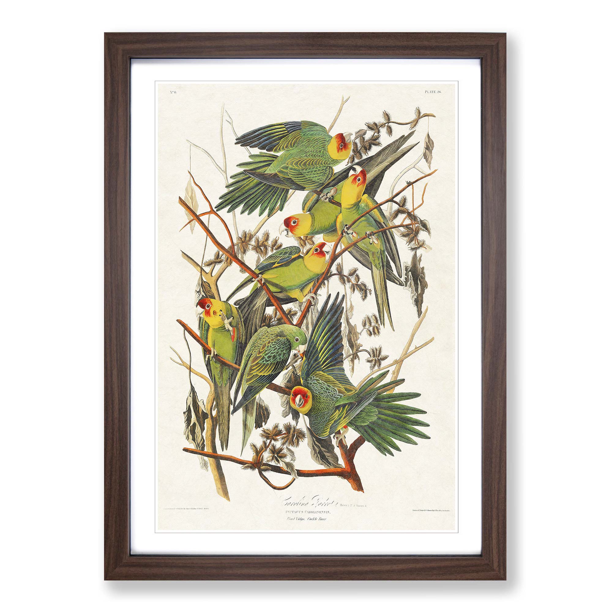 Carolina Parrots Flowers Bird John James Audubon Framed Wall Art Print ...