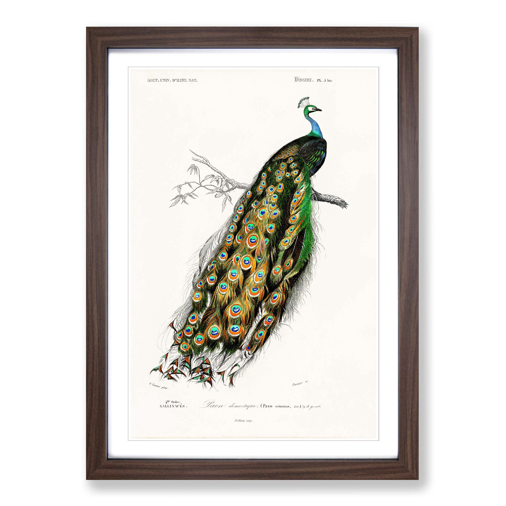 Indian Peacock Flowers Bird Charles D' Orbigny Wall Art Print Framed Picture - Picture 8 of 9