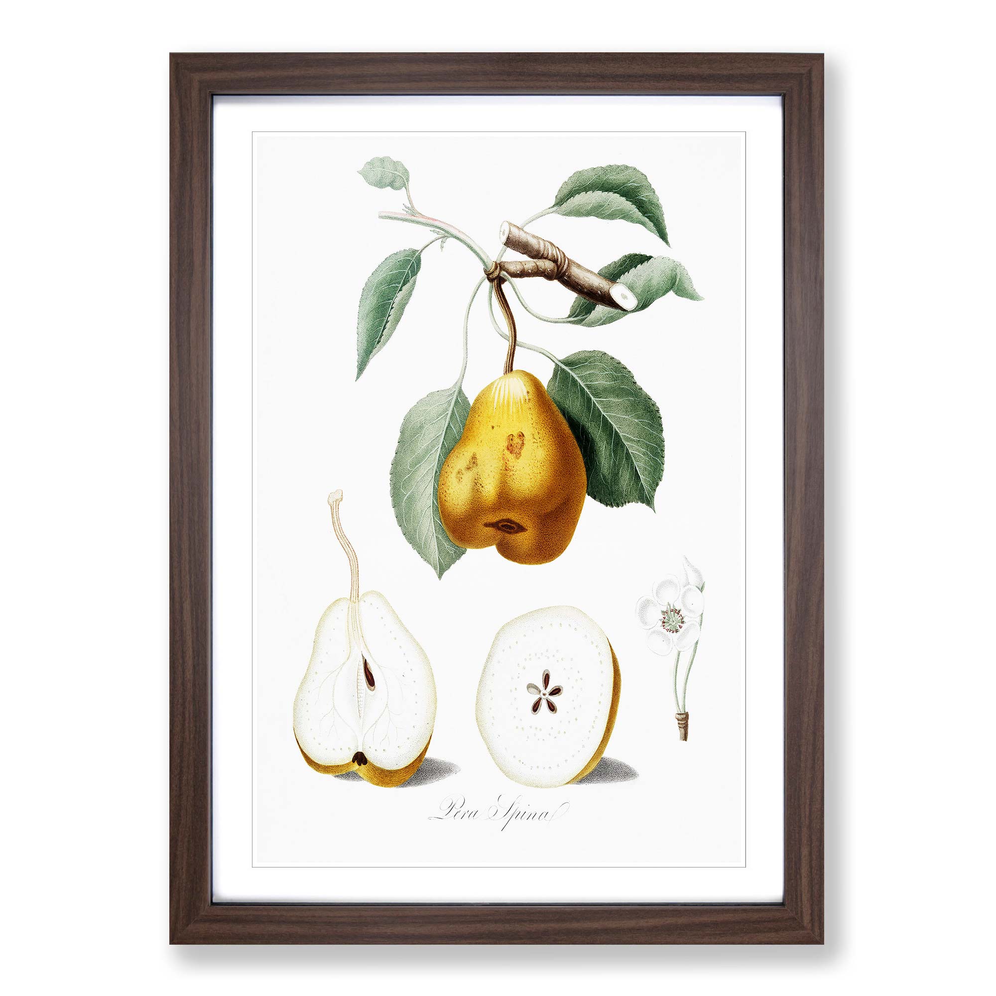 Cuadro enmarcado con impresión de arte de pared vintage de flores de pero naranja Giorgio Gallesio - Imagen 8 de 9